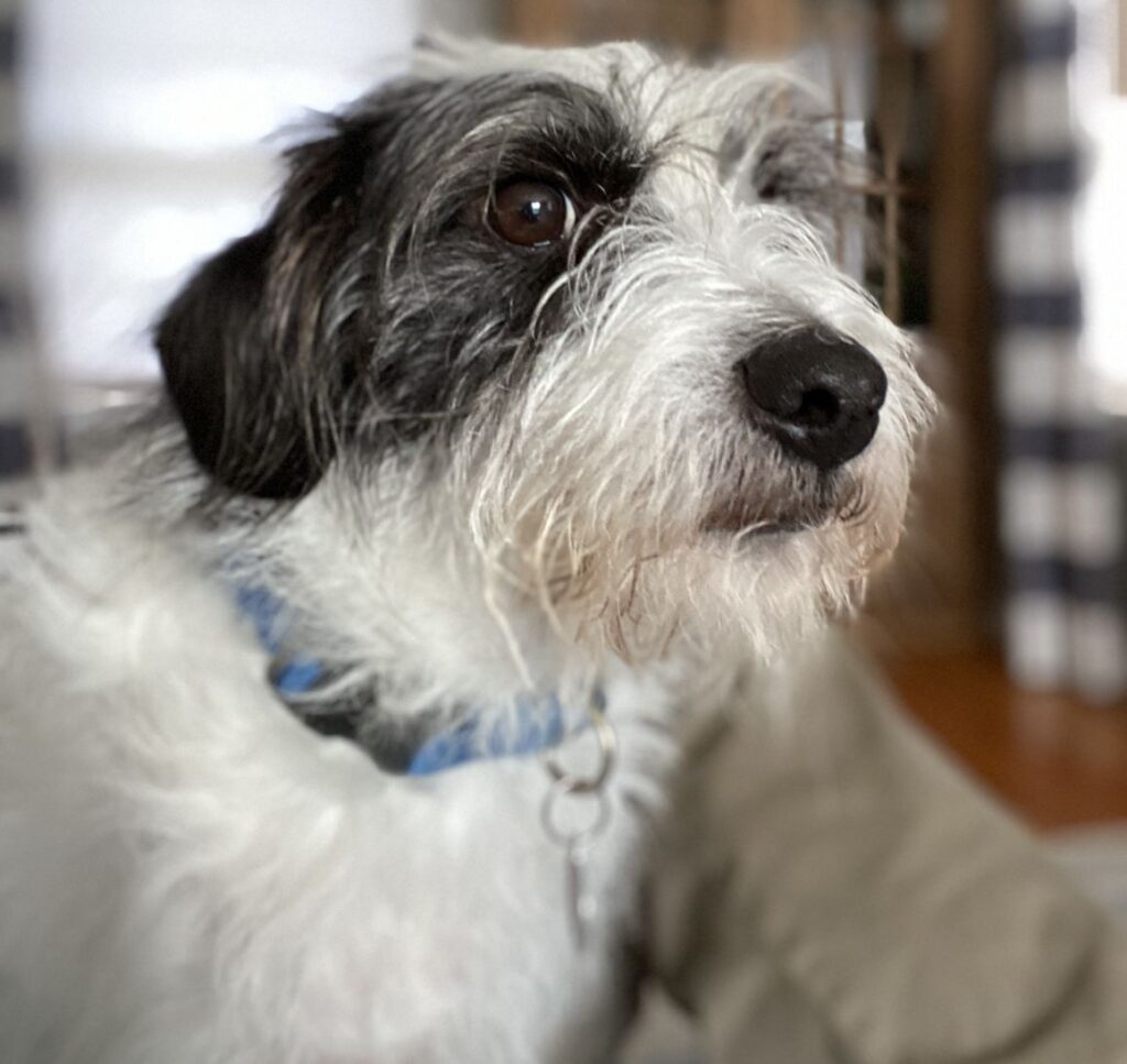 Photo of a white dog with black markings staring at the camera