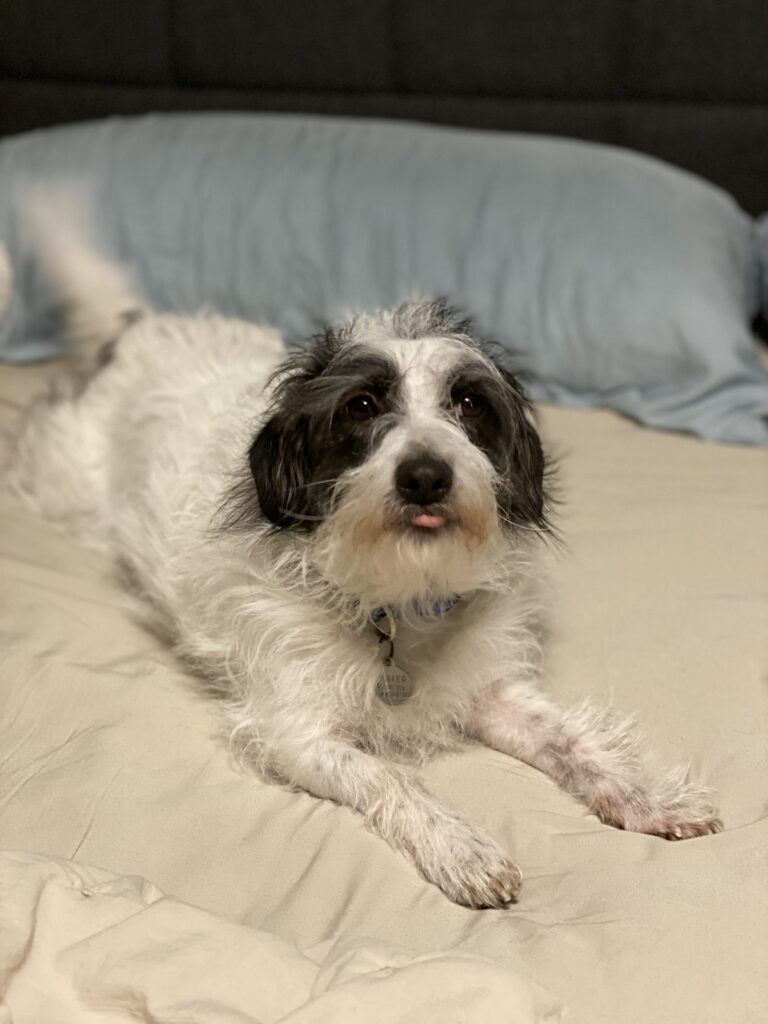 Photo of a white dog with black markings laying on an off-white bedspread with a blue pillow behind him. His tail is blurry because it's wagging and his tongue is slightly showing in a blep. He's looking directly at the camera and is bright eyed because we were playing when the photo was taken